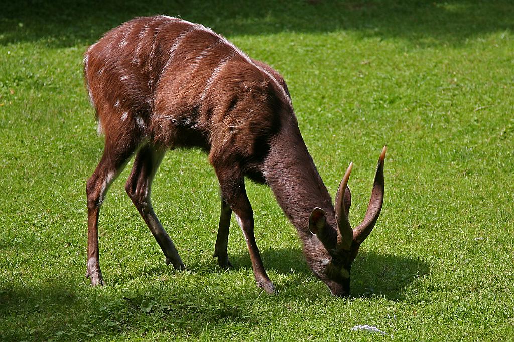 Zoo Schmiding 063.jpg